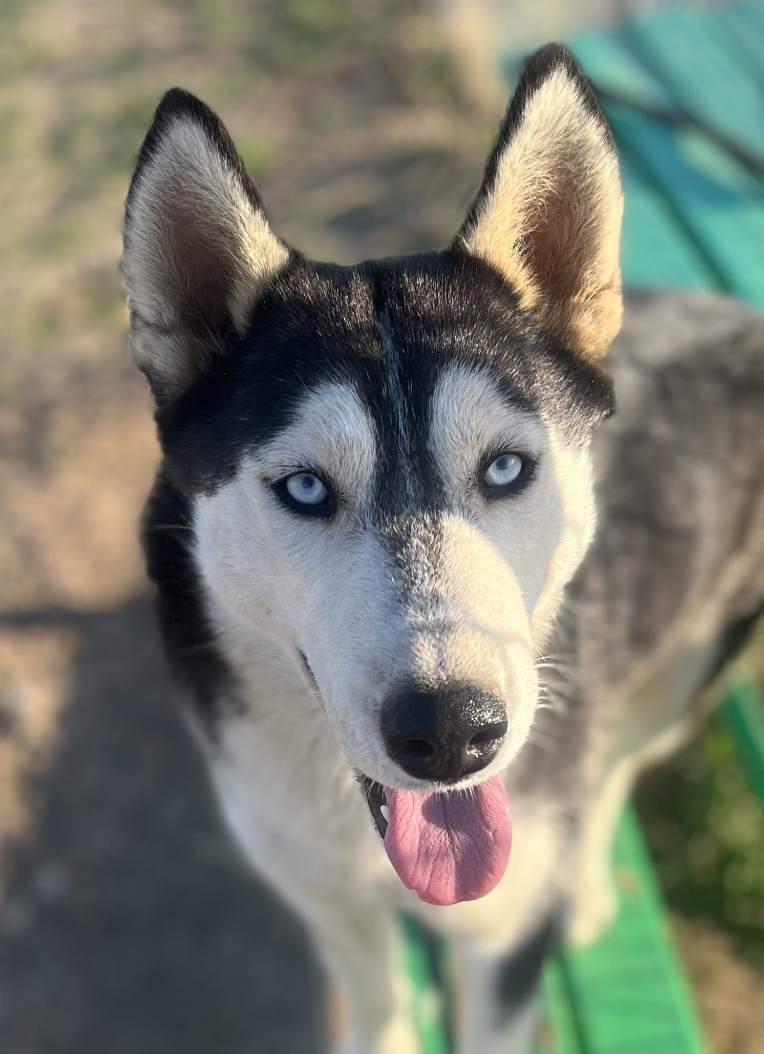 Greta, a Adoptable Husky in Lancaster, CA image 4/6