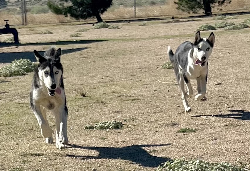 Greta, a Adoptable Husky in Lancaster, CA image 5/6
