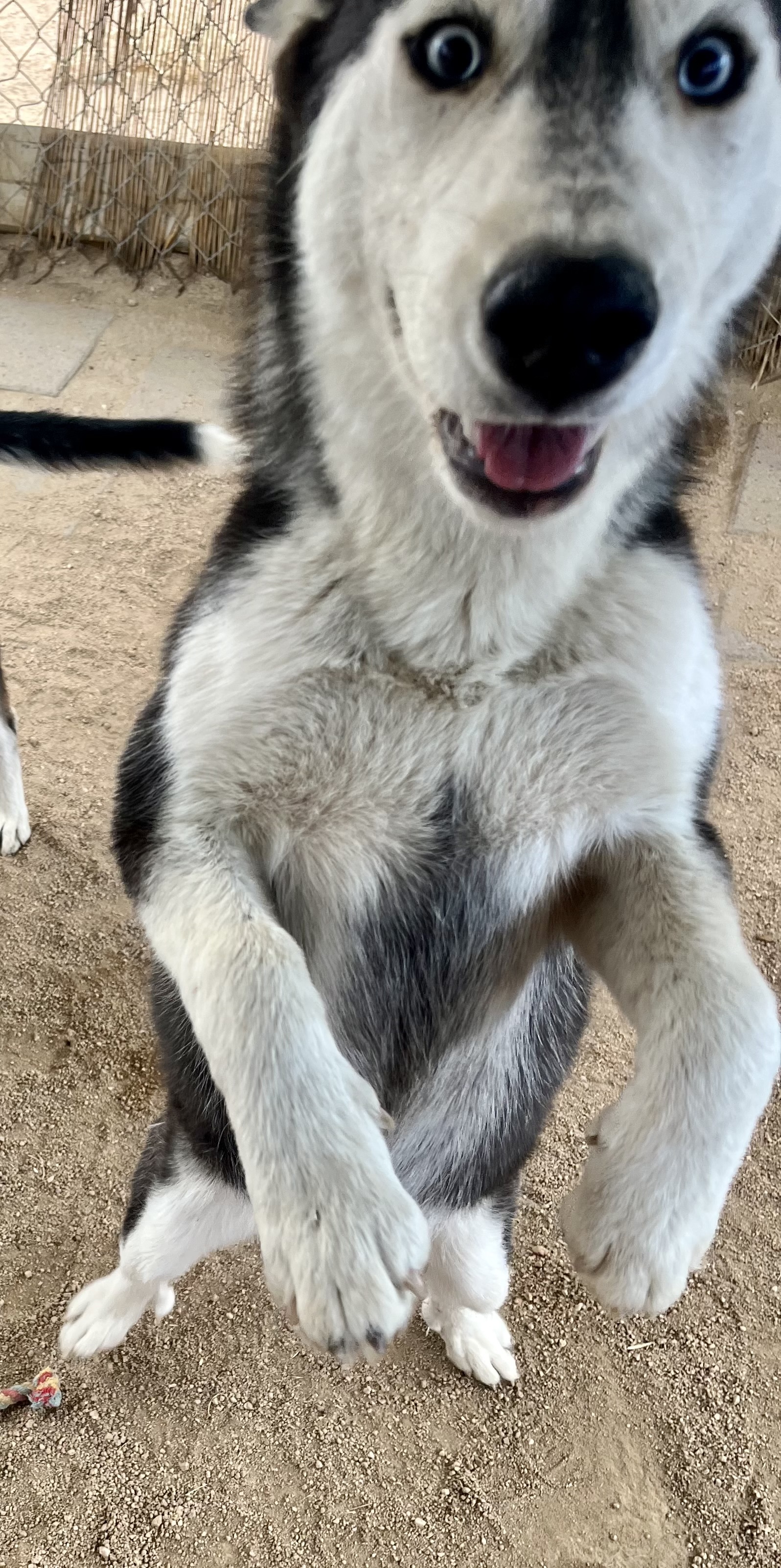 Greta, a Adoptable Husky in Lancaster, CA image 6/6
