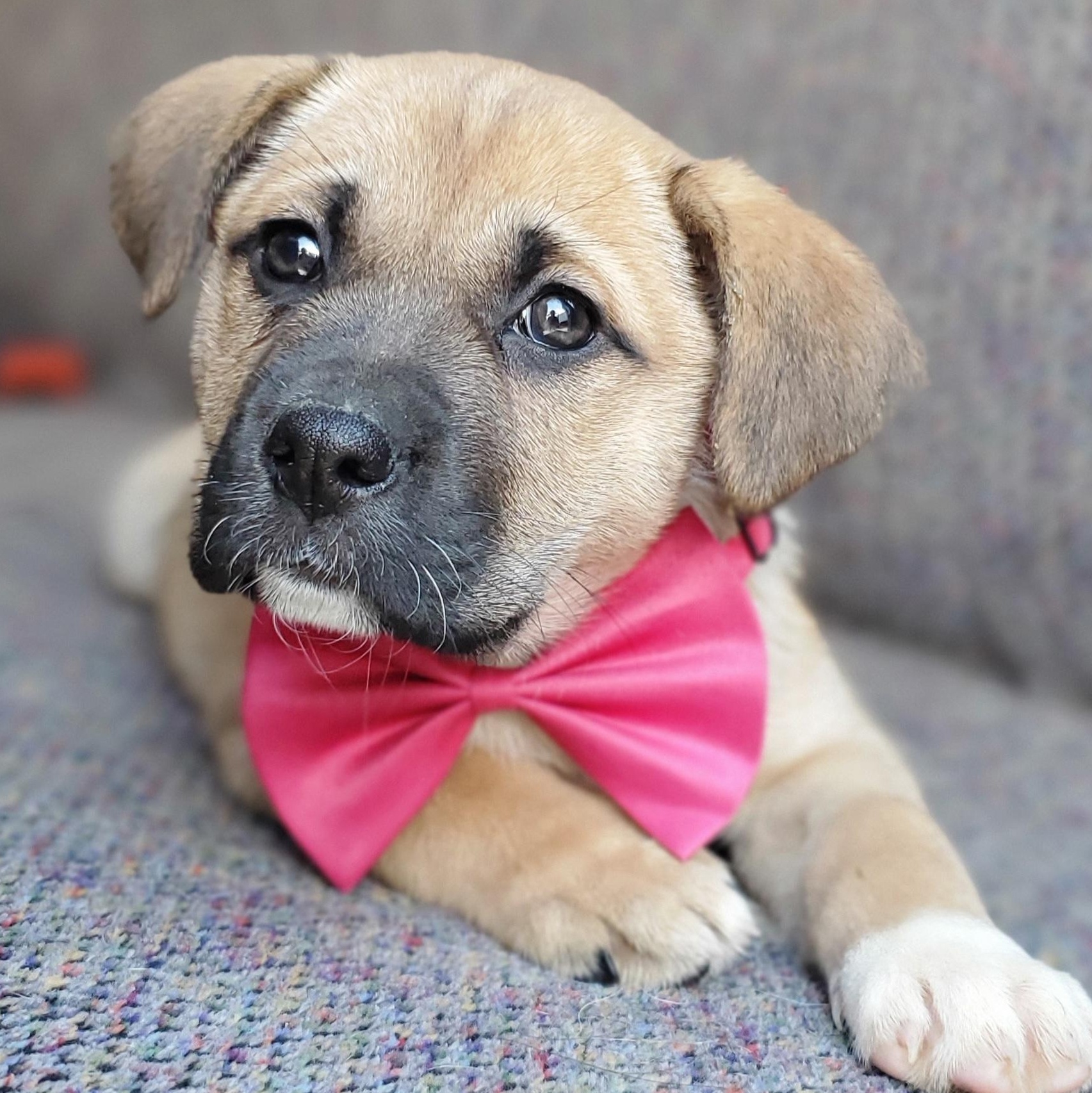 Brie, Adoptable, Puppy Female Boxer & Mixed Breed.