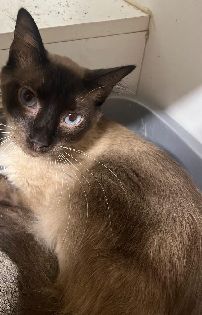 Titan, Adopted, Adult Male Domestic Short Hair.