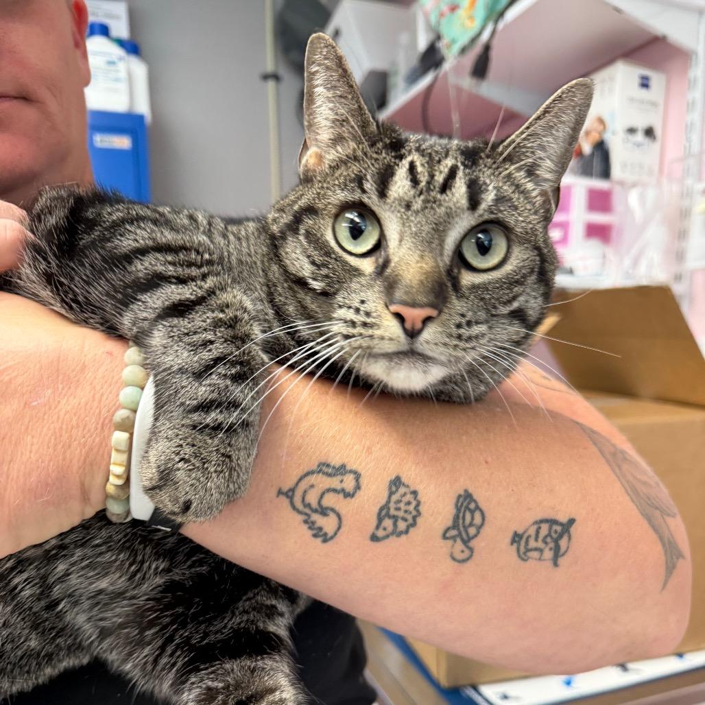 Snaps, Adoptable, Adult Female Domestic Short Hair.