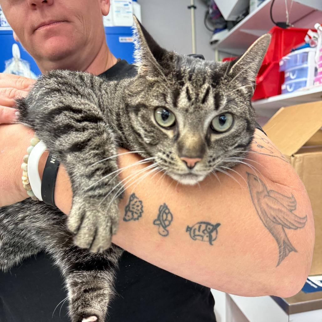 Enlarge Snaps, a Adoptable Domestic Short Hair in Port Richey, FL image 2/6