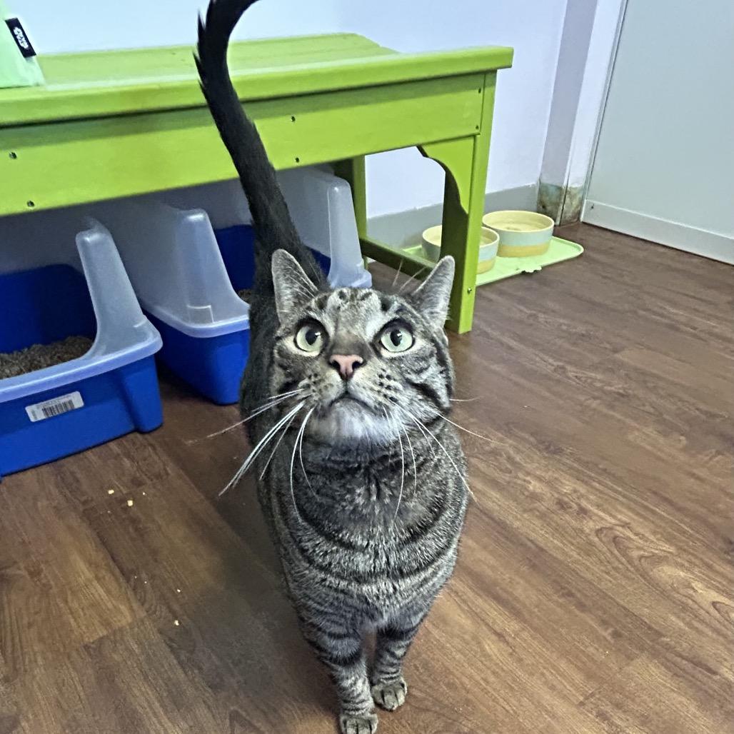 Enlarge Snaps, a Adoptable Domestic Short Hair in Port Richey, FL image 3/6
