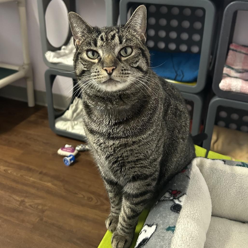 Enlarge Snaps, a Adoptable Domestic Short Hair in Port Richey, FL image 4/6