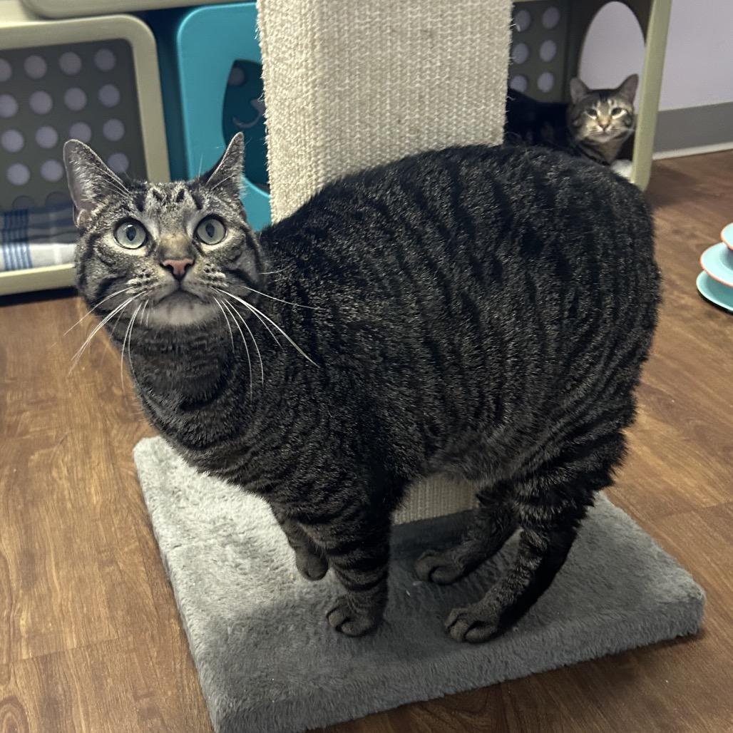 Enlarge Snaps, a Adoptable Domestic Short Hair in Port Richey, FL image 5/6