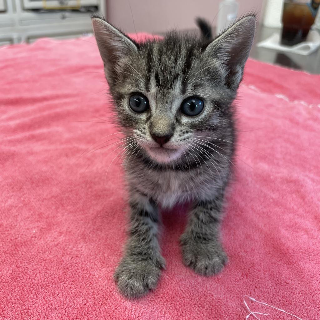 Enlarge Snaps, a Adoptable Domestic Short Hair in Port Richey, FL image 6/6