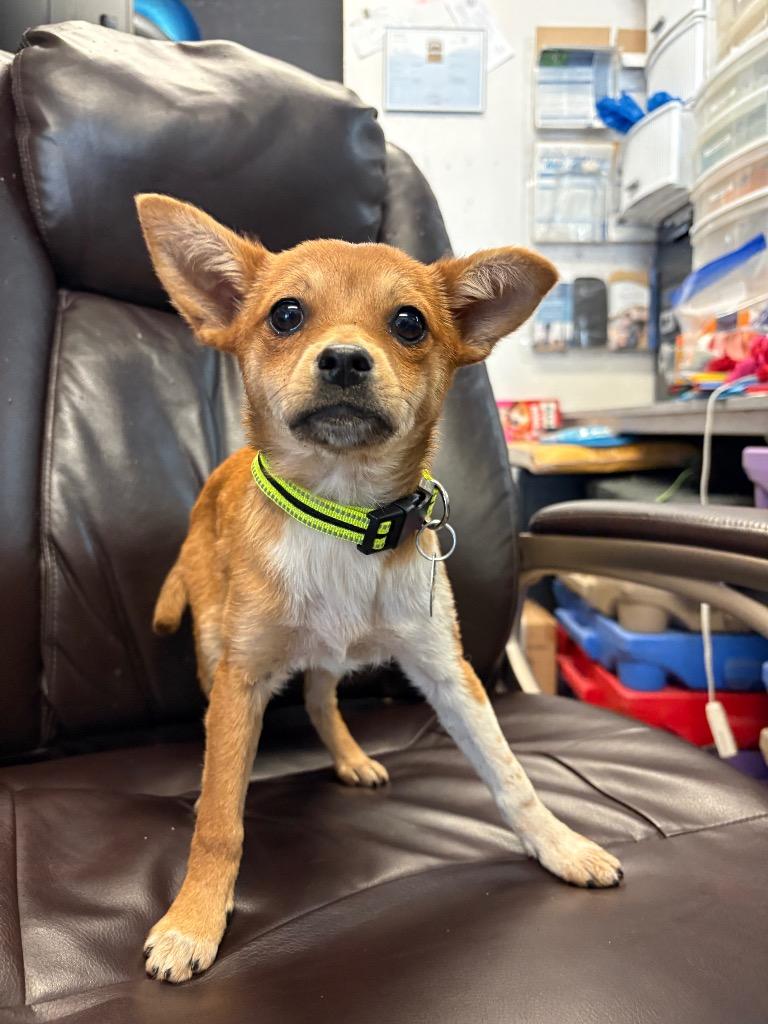 Enlarge Paperclip, a Adoptable mixed breed in Reno, NV image 1/3