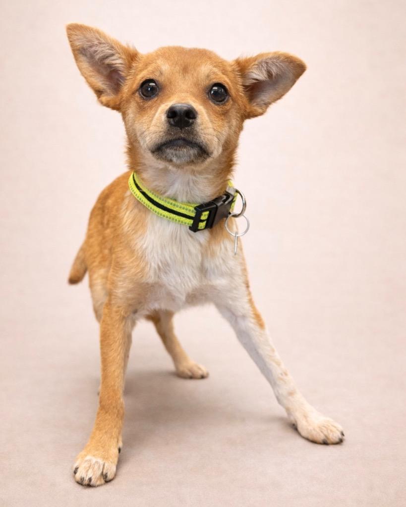 Enlarge Paperclip, a Adoptable mixed breed in Reno, NV image 2/3