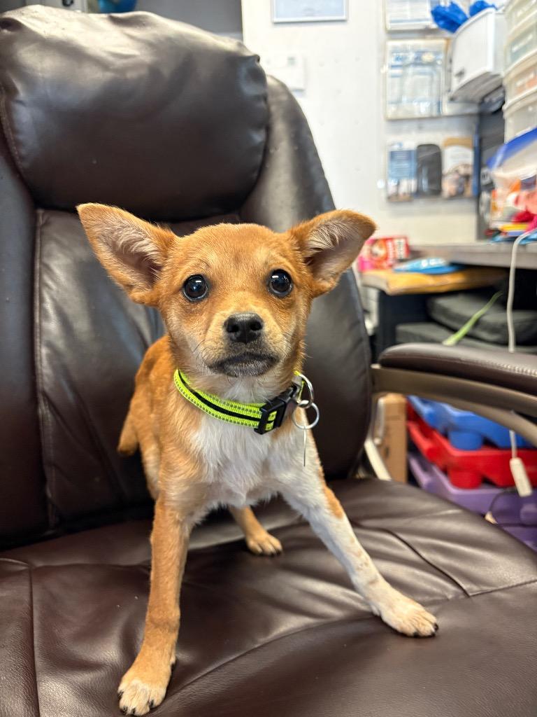Enlarge Paperclip, a Adoptable mixed breed in Reno, NV image 3/3