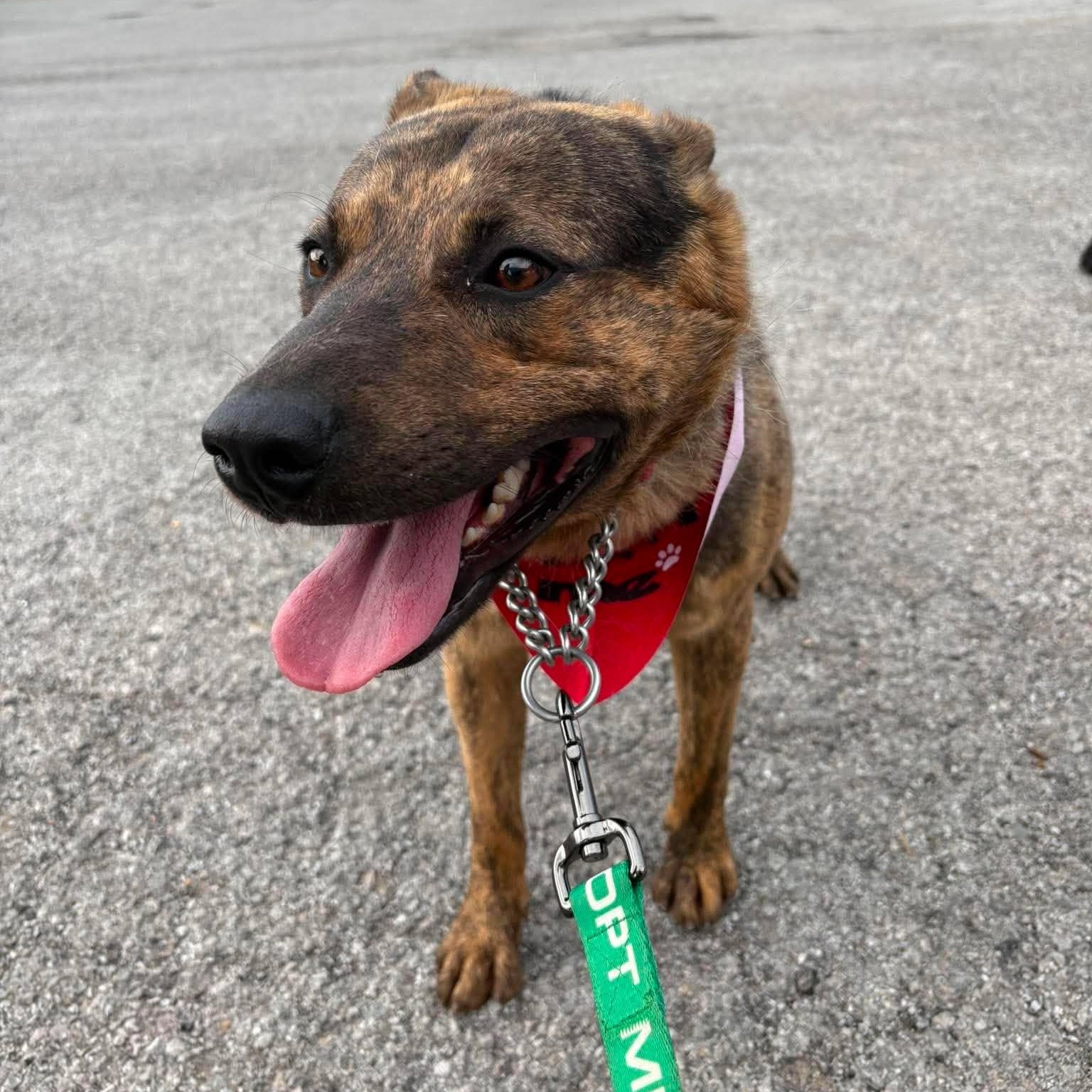 Jackson, an adoptable mixed breed in Harrodsburg, KY image 2/6
