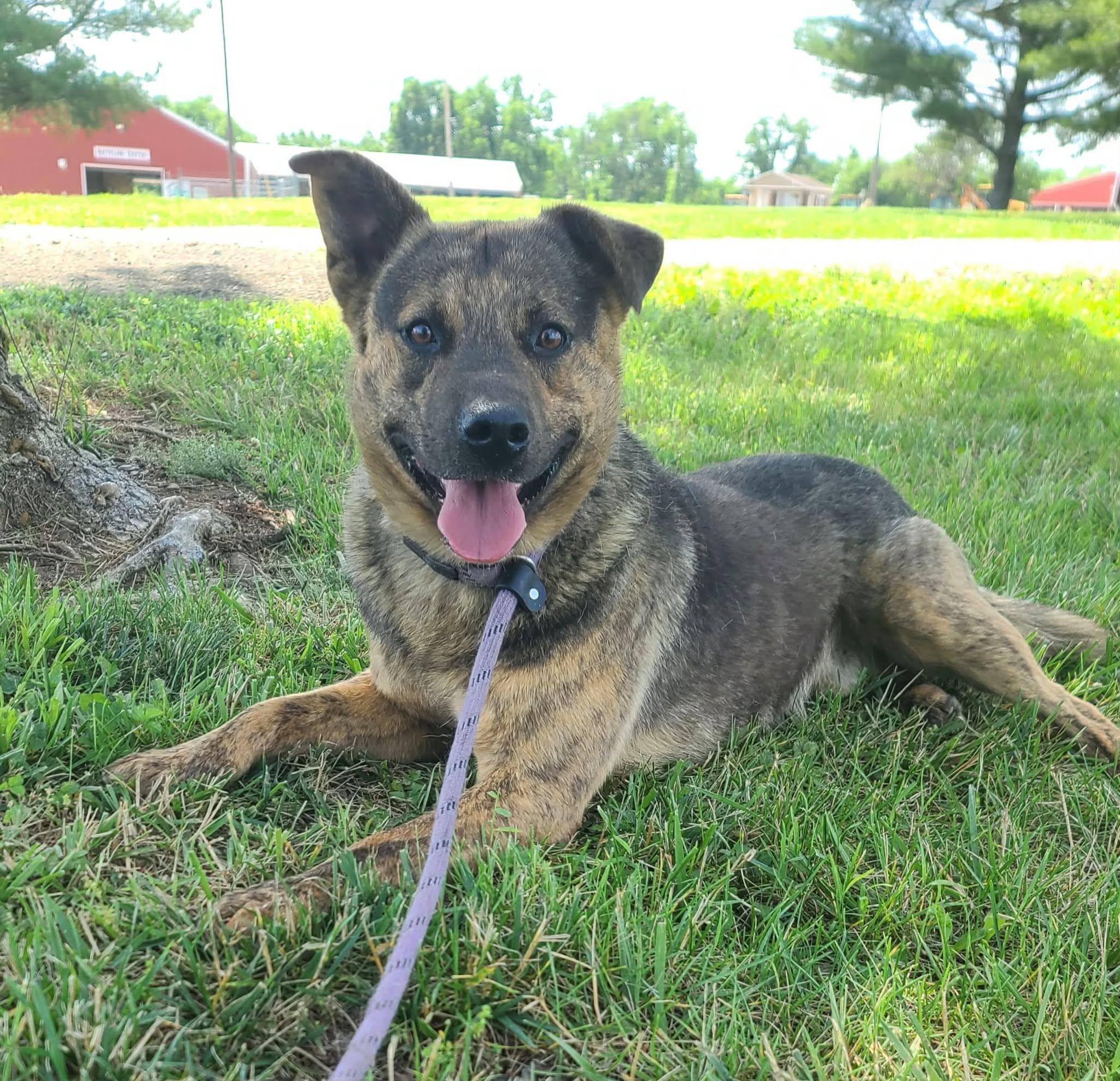 Enlarge Jackson, an adoptable mixed breed in Harrodsburg, KY image 1/6