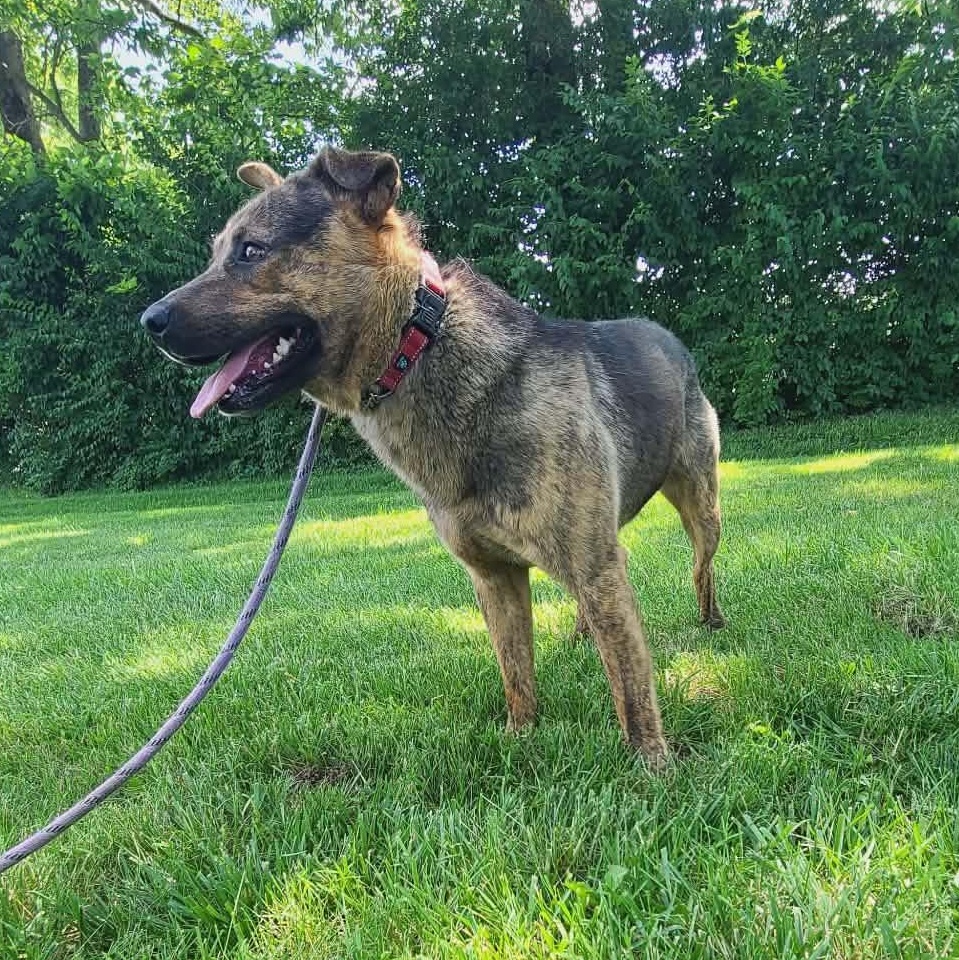 Enlarge Jackson, an adoptable mixed breed in Harrodsburg, KY image 5/6