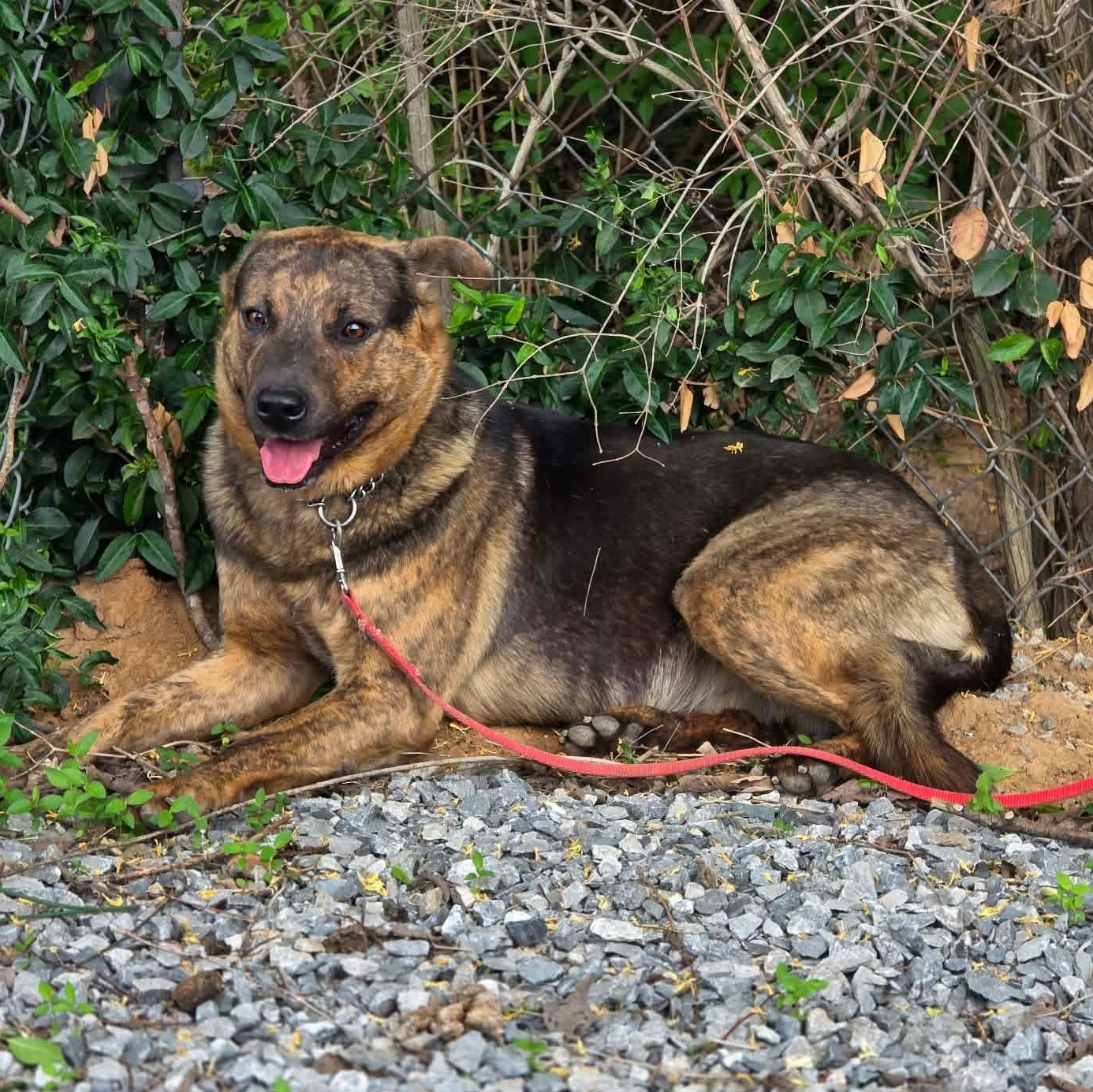 Jackson, adoptable, Adult Male Australian Cattle Dog / Blue Heeler & Catahoula Leopard Dog.
