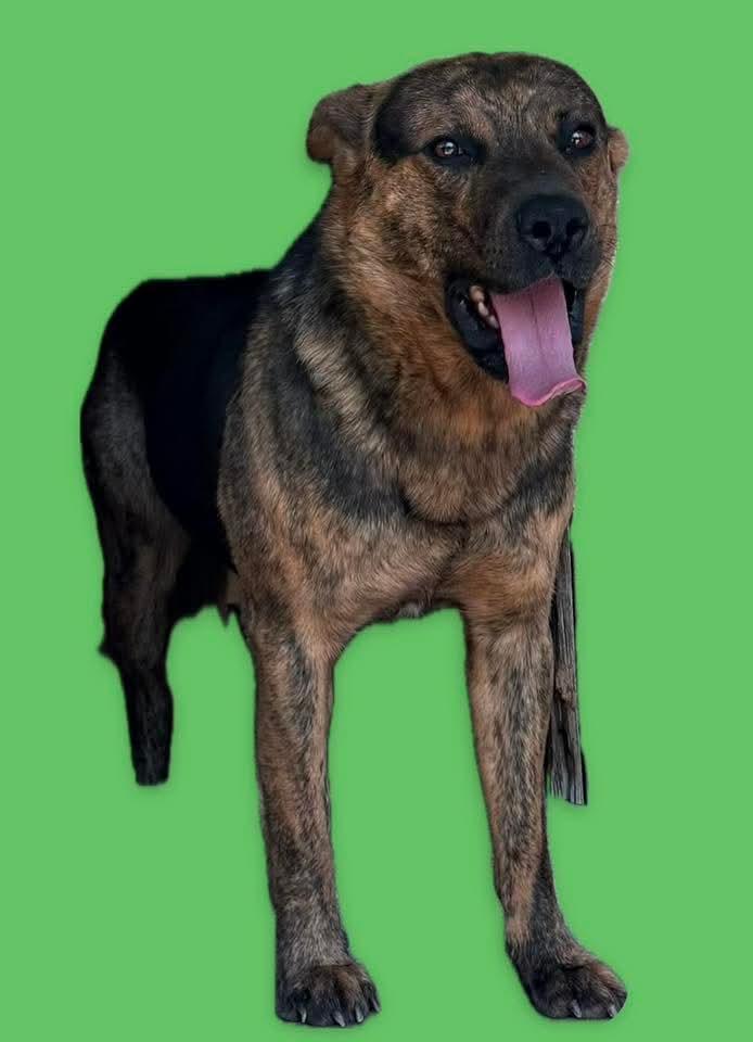 Enlarge Jackson, an adoptable mixed breed in Harrodsburg, KY image 2/3