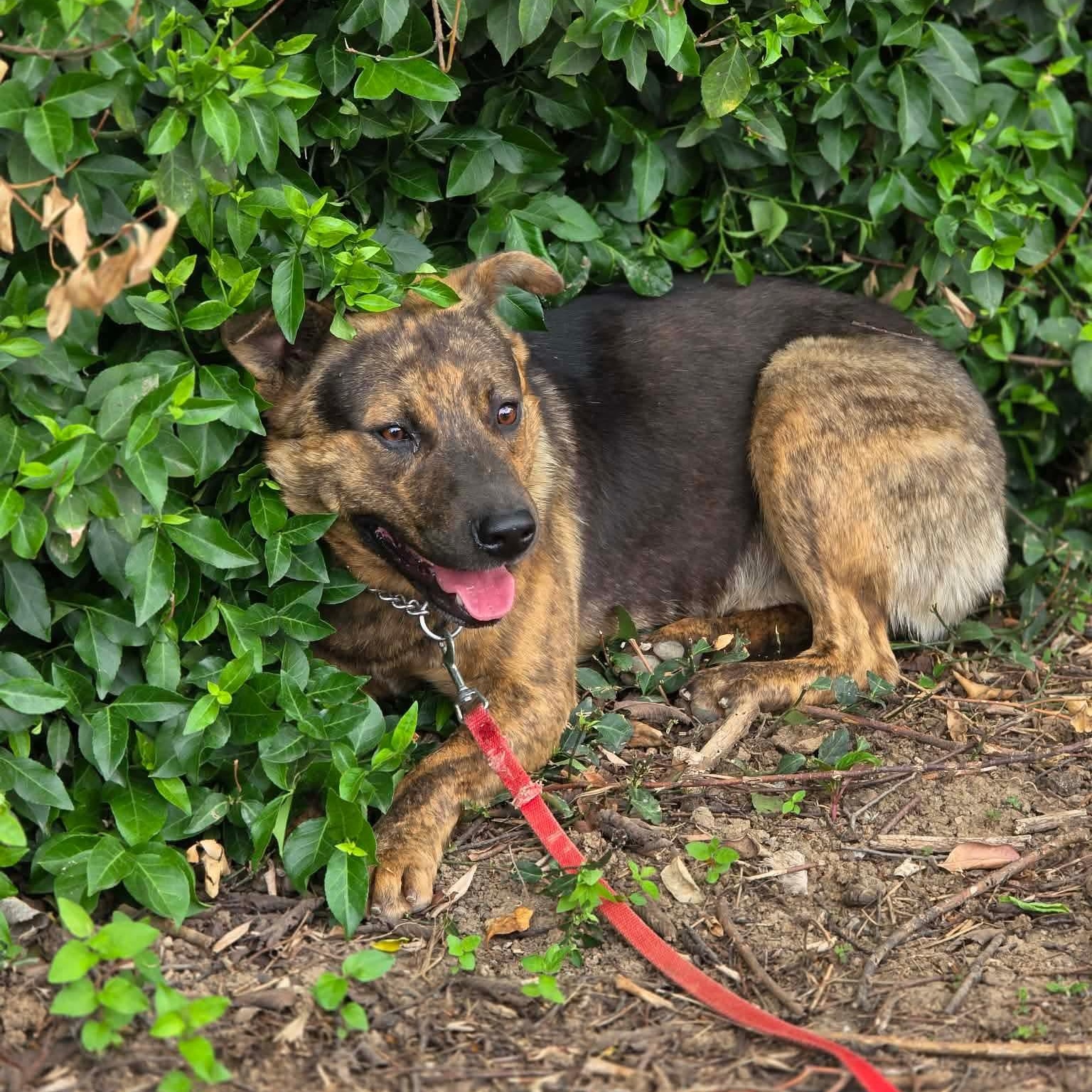 Enlarge Jackson, an adoptable mixed breed in Harrodsburg, KY image 3/3
