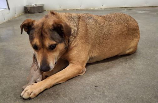 Dover, Adoptable, Adult Male Shepherd & Bull Terrier.