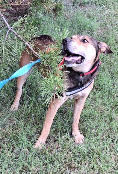 Dover, Adoptable, Adult Male Shepherd & Bull Terrier.