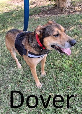 Dover, a Adoptable mixed breed in Mountain View, AR image 2/3