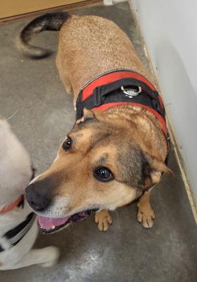 Enlarge Dover, a Adoptable mixed breed in Mountain View, AR image 2/3