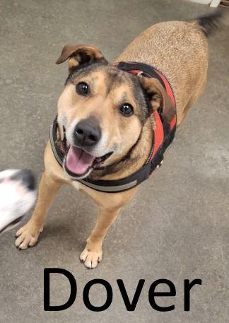 Enlarge Dover, a Adoptable mixed breed in Mountain View, AR image 3/3