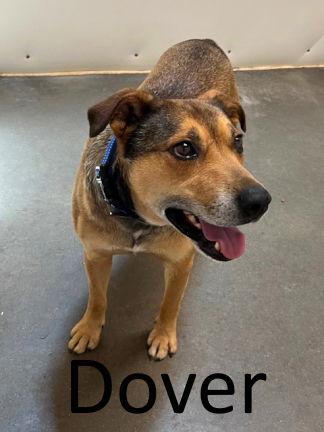 Dover, a Adoptable mixed breed in Mountain View, AR image 3/3