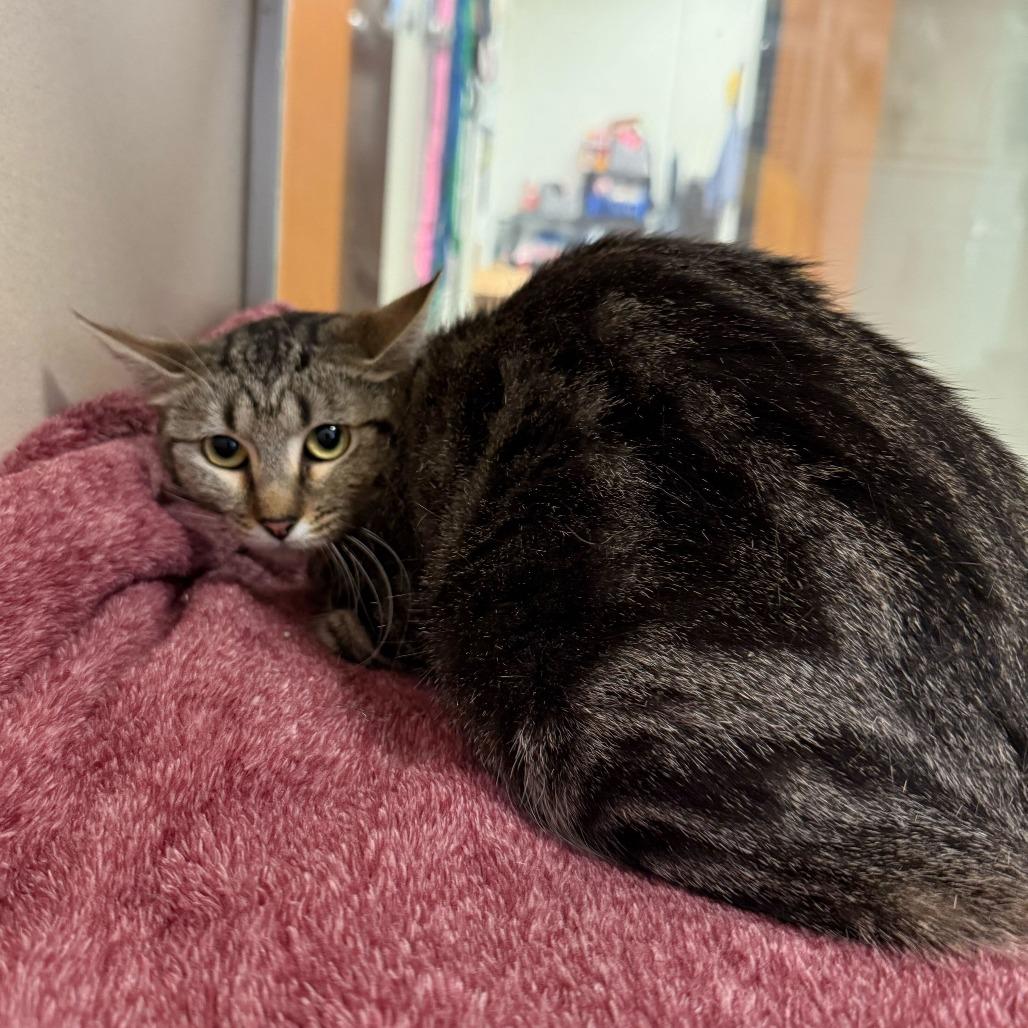 Mew, Adoptable, Young Female Domestic Short Hair.