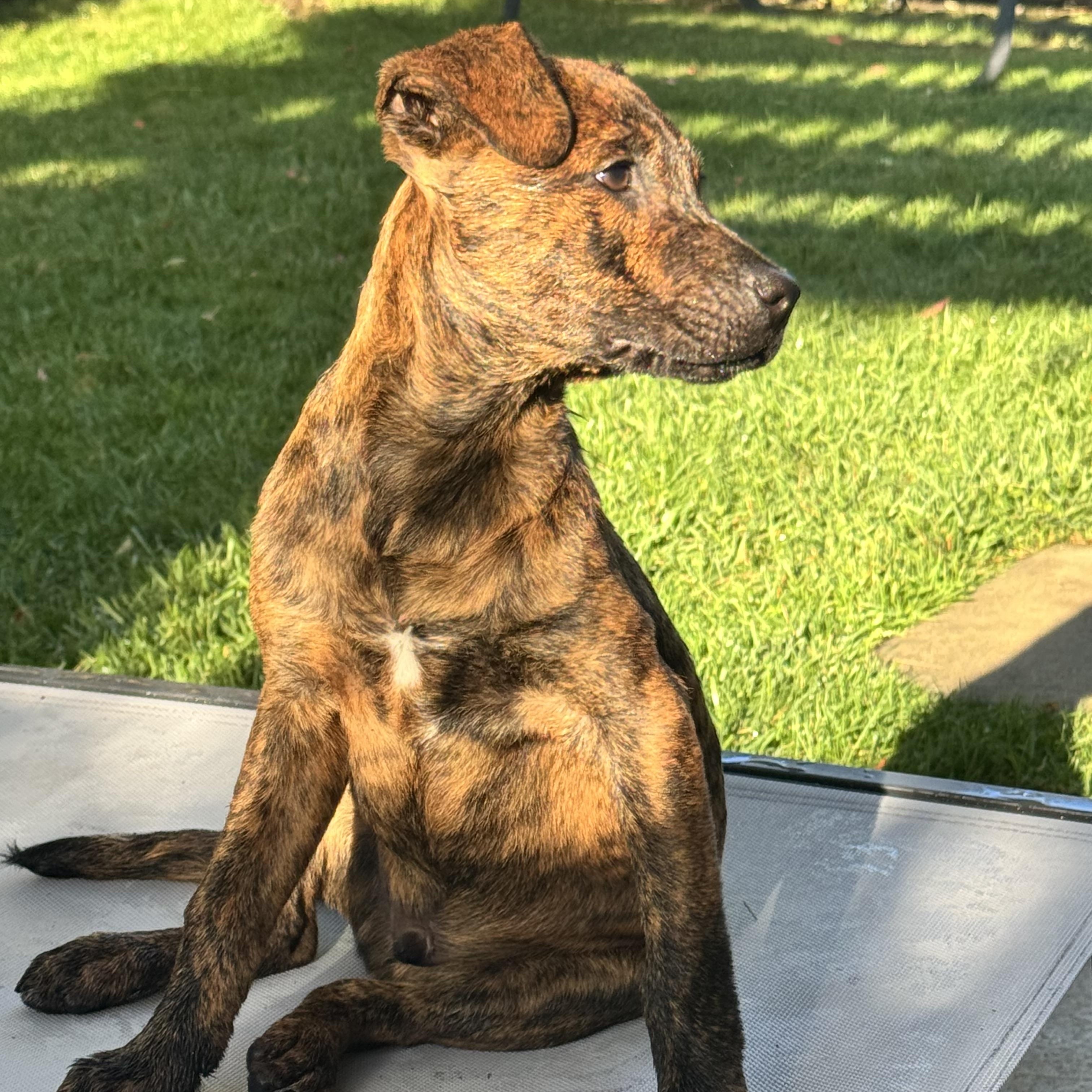 Enlarge Chip, an adopted mixed breed in Escondido , CA image 2/6