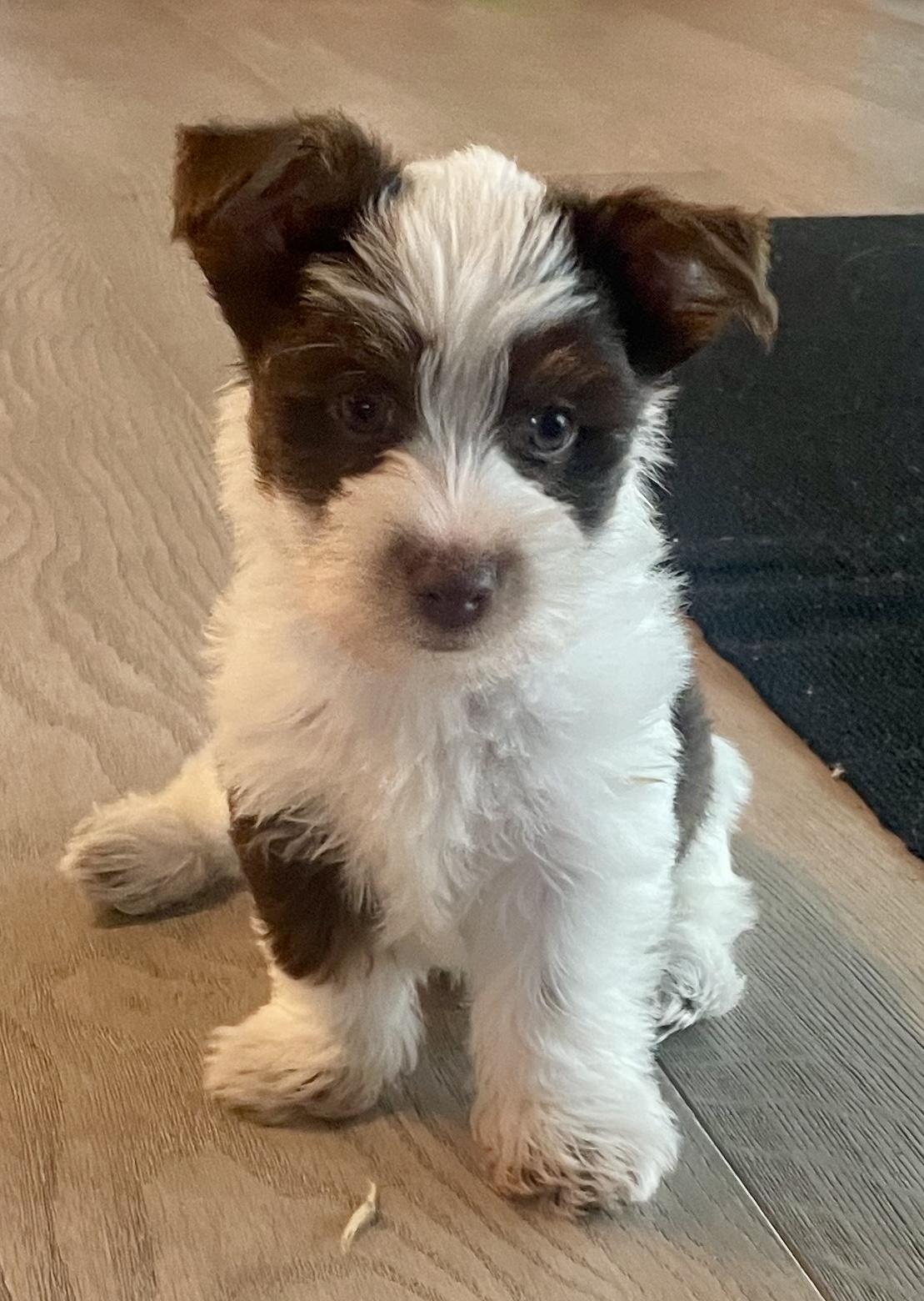 CHRIS Yorkshire Terrier Pup Boy Hypoallergenic , a ADOPTABLE Yorkshire Terrier in Boca Raton, FL image 1/6