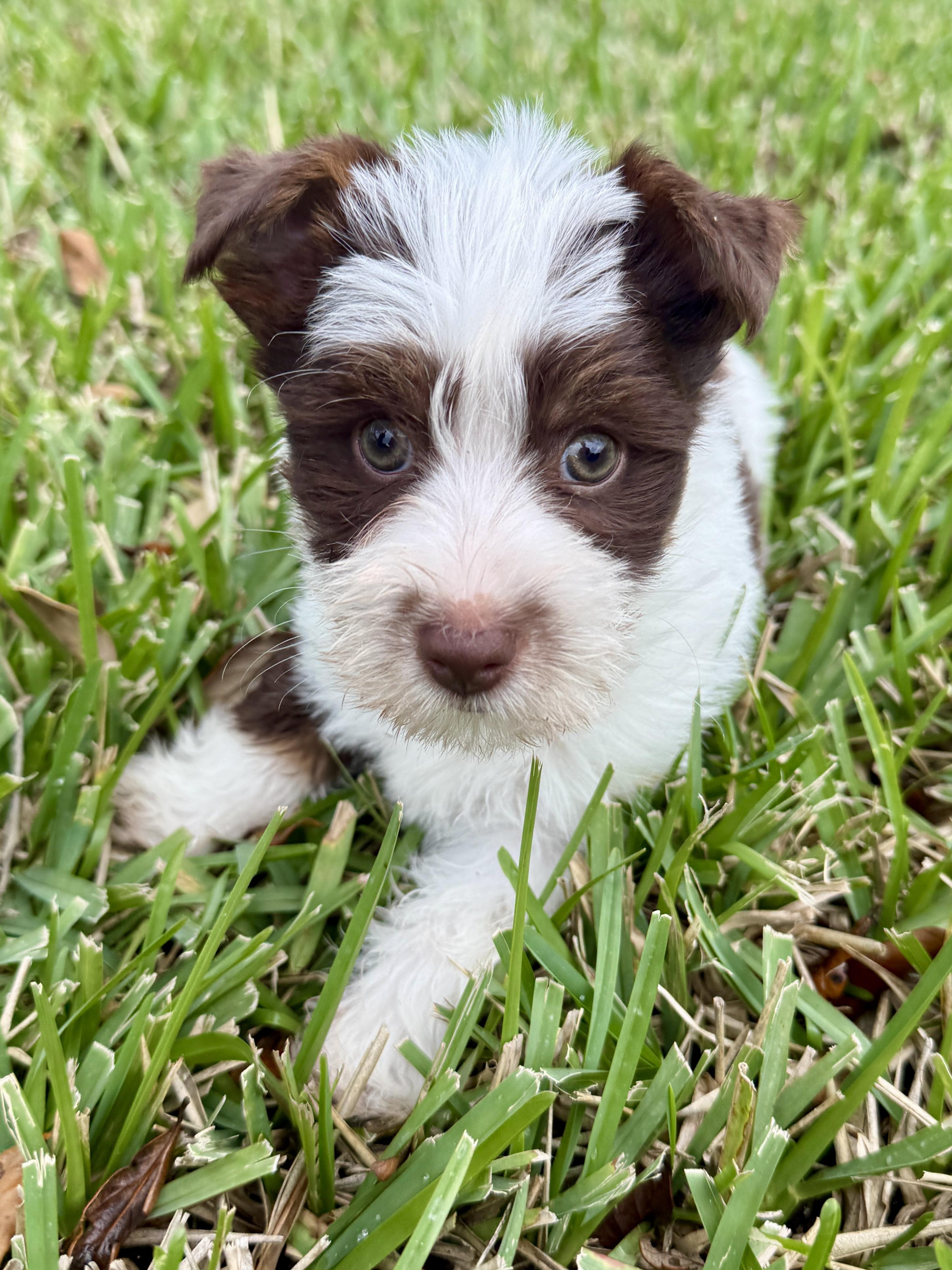 CHRIS Yorkshire Terrier Pup Boy Hypoallergenic , a ADOPTABLE Yorkshire Terrier in Boca Raton, FL image 2/6