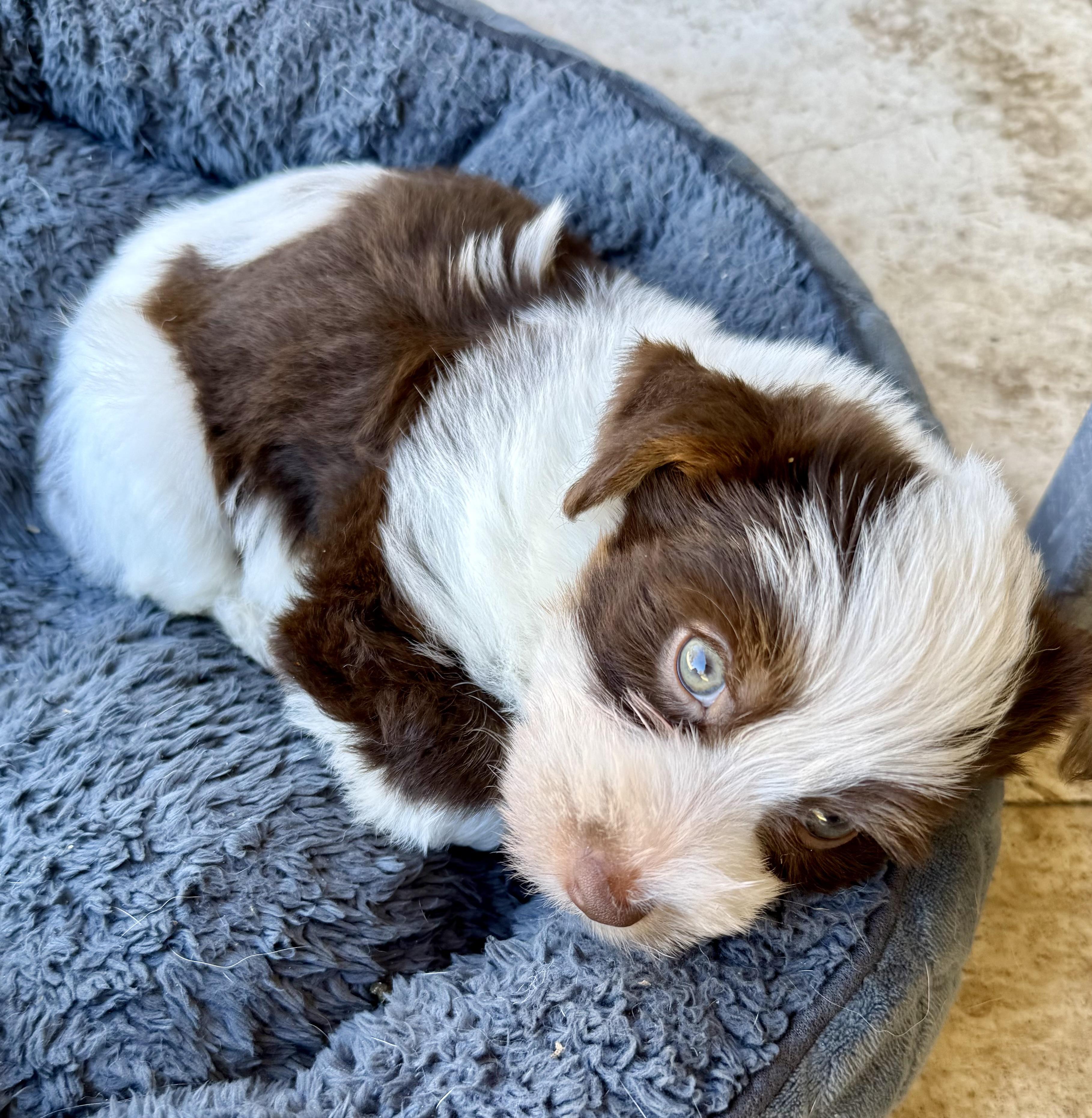 CHRIS Yorkshire Terrier Pup Boy Hypoallergenic , a ADOPTABLE Yorkshire Terrier in Boca Raton, FL image 4/6