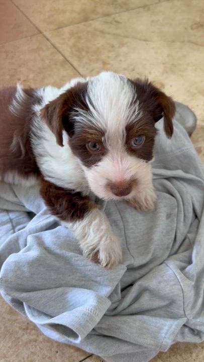 Enlarge CHRIS Yorkshire Terrier Pup Boy Hypoallergenic , a ADOPTABLE Yorkshire Terrier in Boca Raton, FL video 6/6