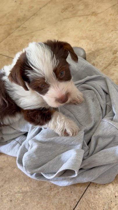 Enlarge CHRIS Yorkshire Terrier Pup Boy Hypoallergenic , a ADOPTABLE Yorkshire Terrier in Boca Raton, FL video 5/6