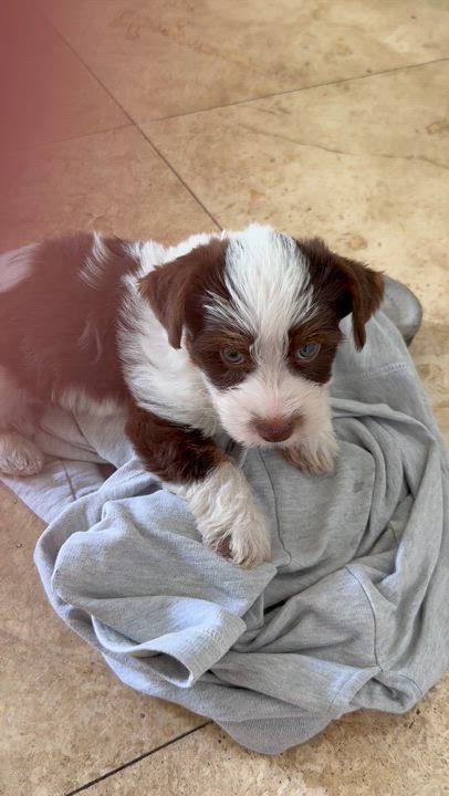 Enlarge CHRIS Yorkshire Terrier Pup Boy Hypoallergenic , a ADOPTABLE Yorkshire Terrier in Boca Raton, FL video 3/6