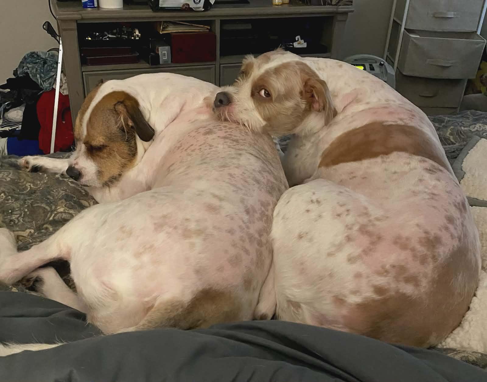 Enlarge Rock & Roland, a Adoptable mixed breed in Wilmington, NC image 6/6