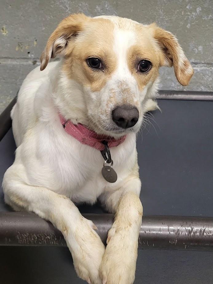 Ellie 352-25, Adoptable, Young Female Australian Cattle Dog / Blue Heeler & Jack Russell Terrier.