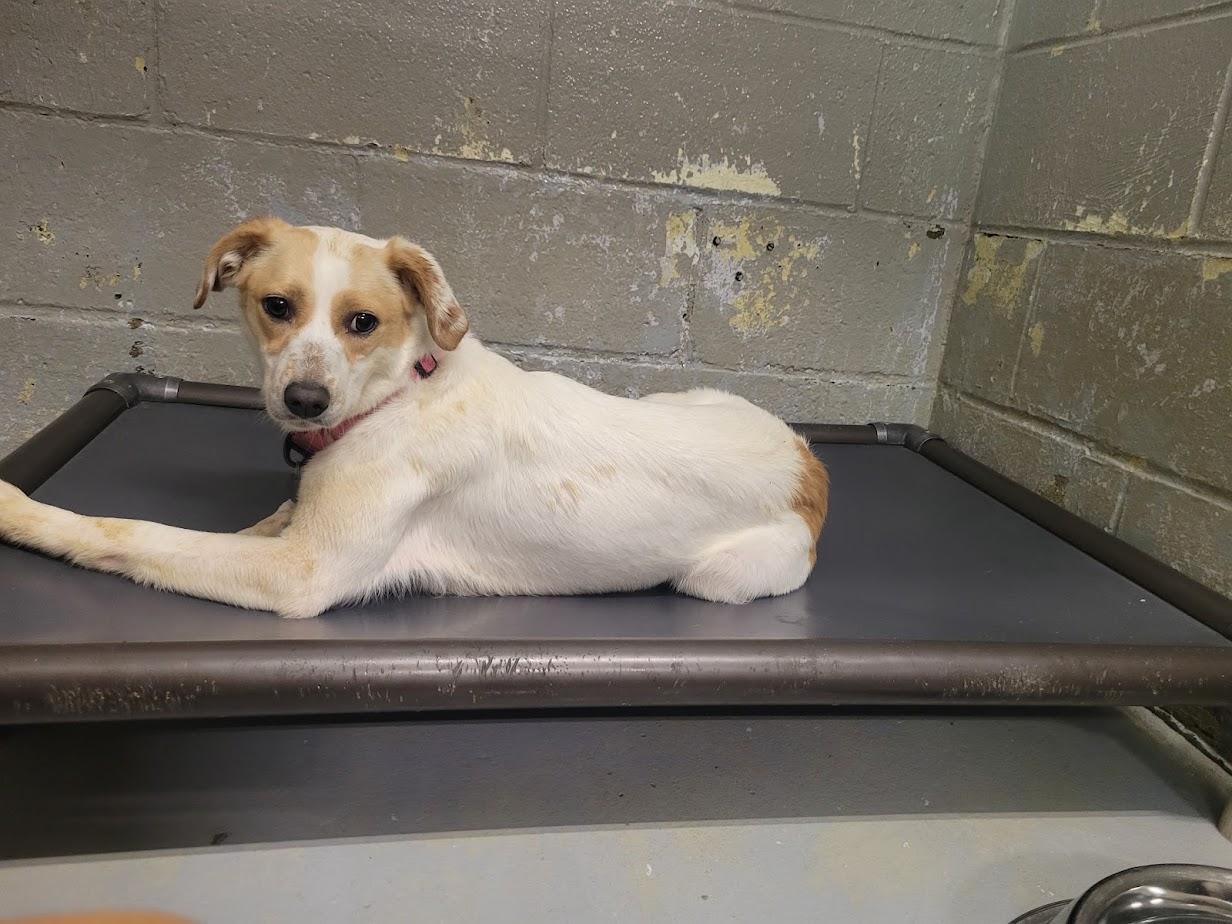 Enlarge Ellie 352-25, a Adoptable mixed breed in Cambridge, OH image 4/6