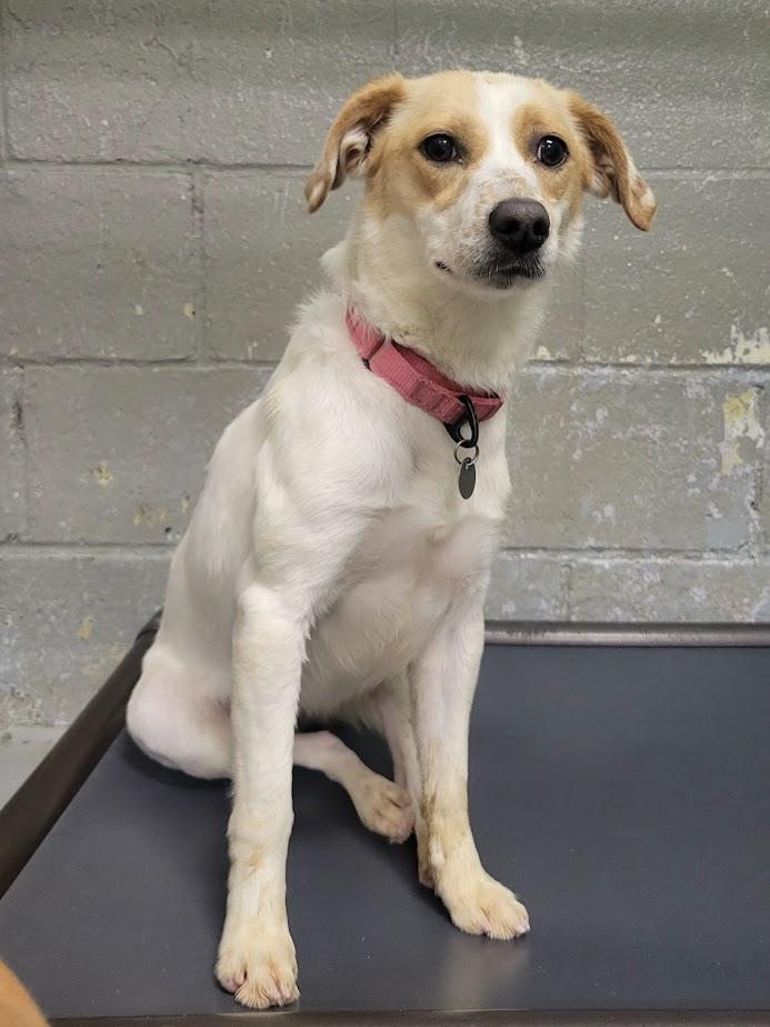 Enlarge Ellie 352-25, a Adoptable mixed breed in Cambridge, OH image 6/6