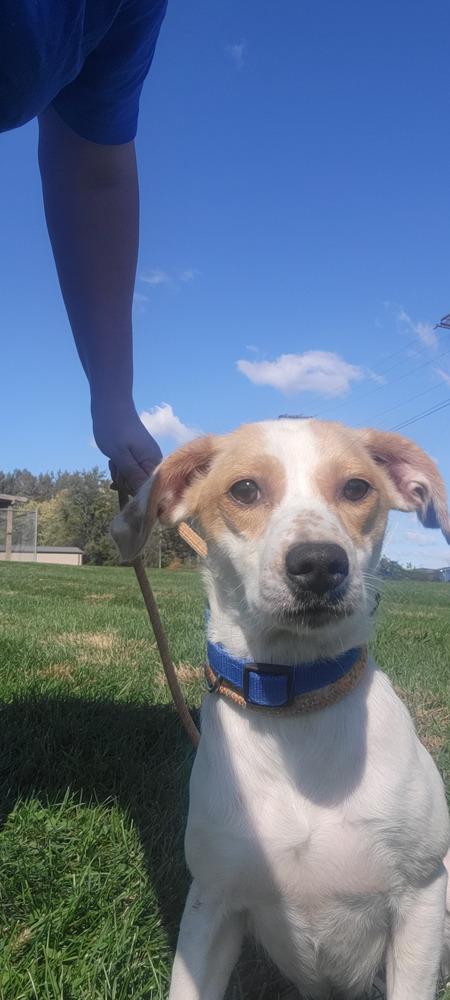 Ellie 352-25, a Adoptable mixed breed in Cambridge, OH image 2/3