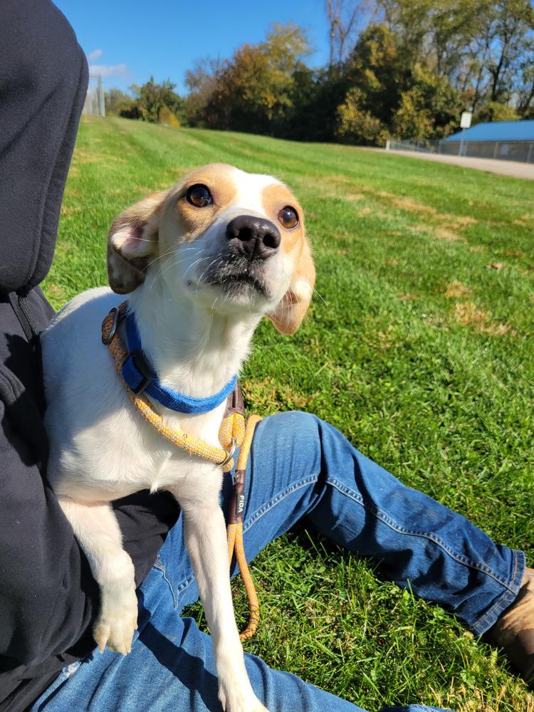 Ellie 352-25, a Adoptable mixed breed in Cambridge, OH image 3/3