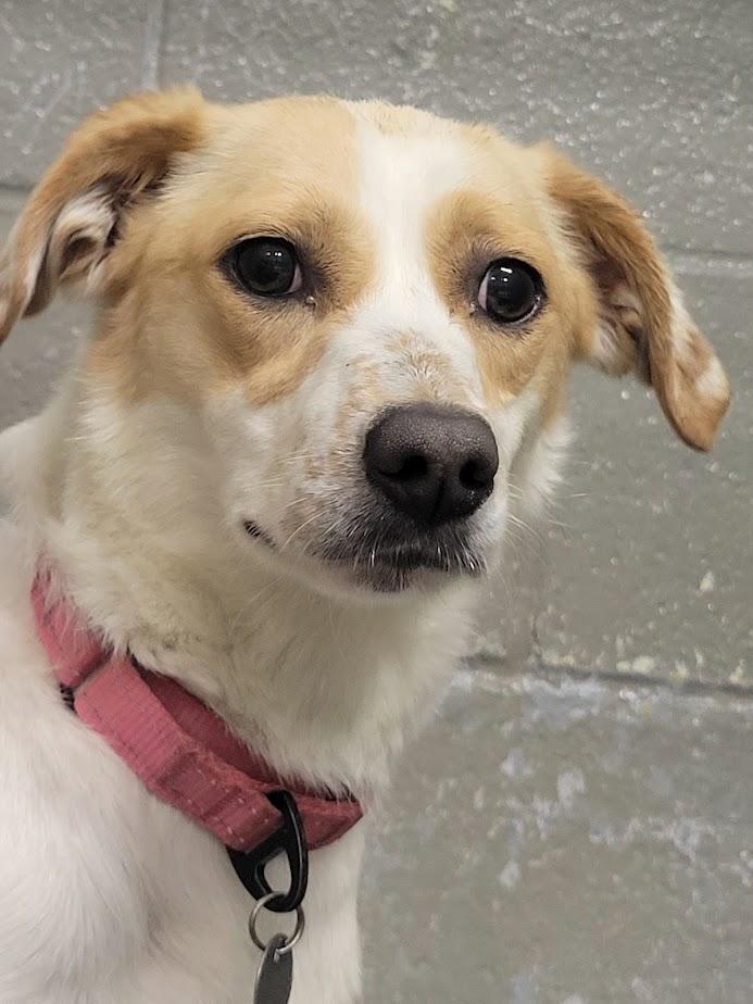 Enlarge Ellie 352-25, a Adoptable mixed breed in Cambridge, OH image 5/6