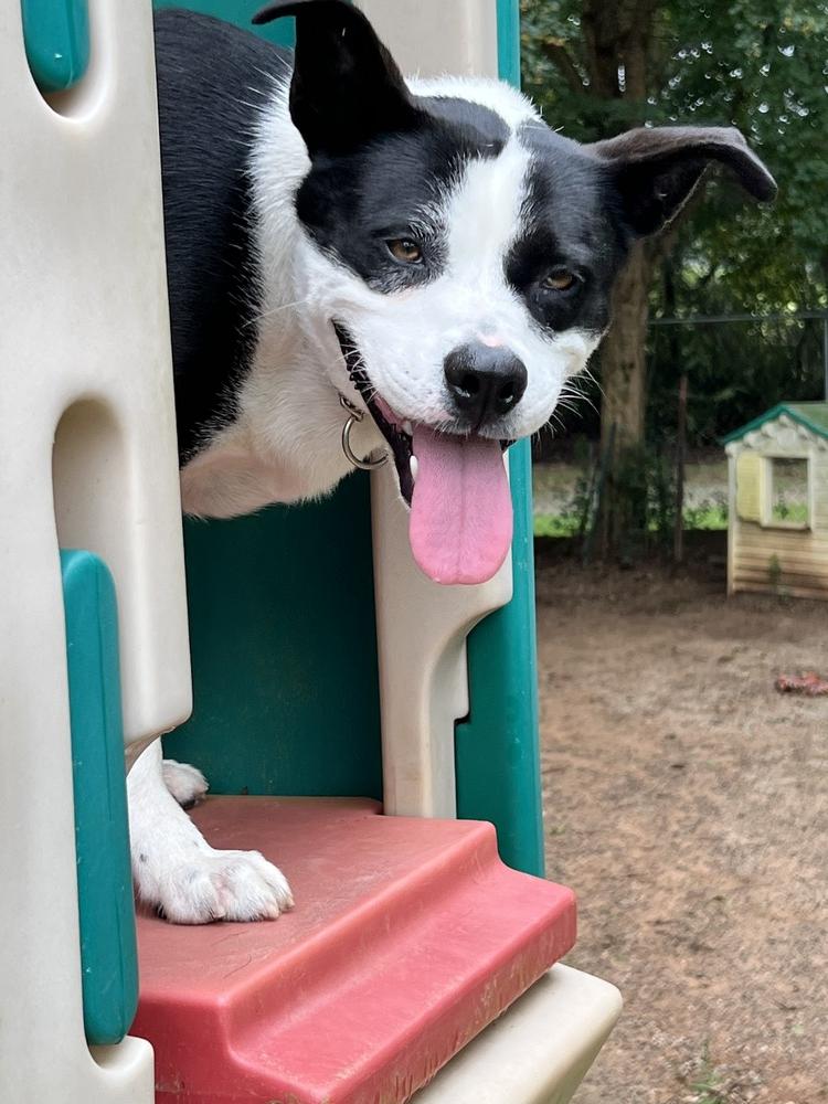 Enlarge Hazel, a Adoptable mixed breed in Barnesville, GA image 1/6