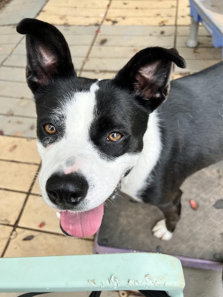 Enlarge Hazel, a Adoptable mixed breed in Barnesville, GA image 2/6