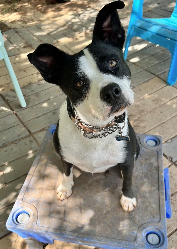 Enlarge Hazel, a Adoptable mixed breed in Barnesville, GA image 3/6