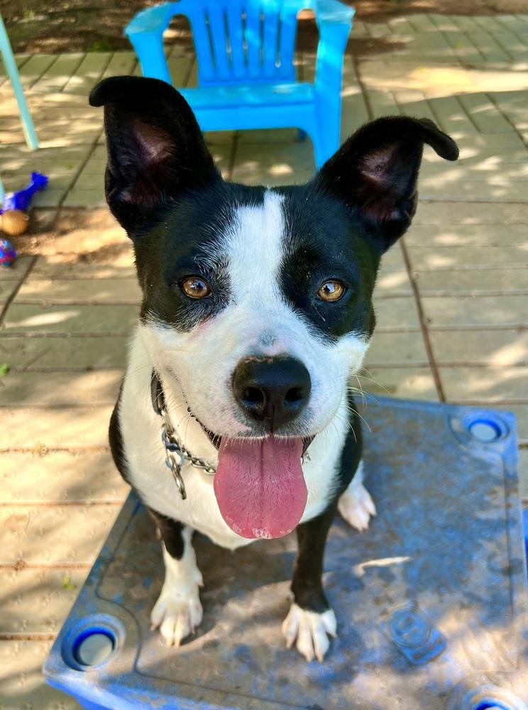Enlarge Hazel, a Adoptable mixed breed in Barnesville, GA image 4/6