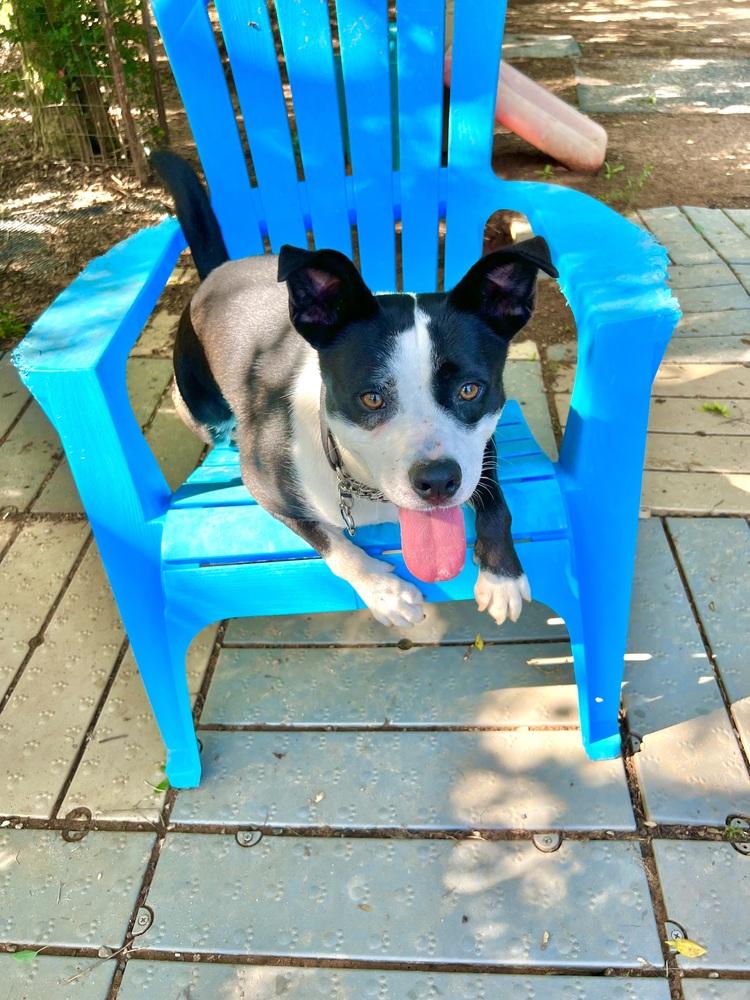 Enlarge Hazel, a Adoptable mixed breed in Barnesville, GA image 5/6