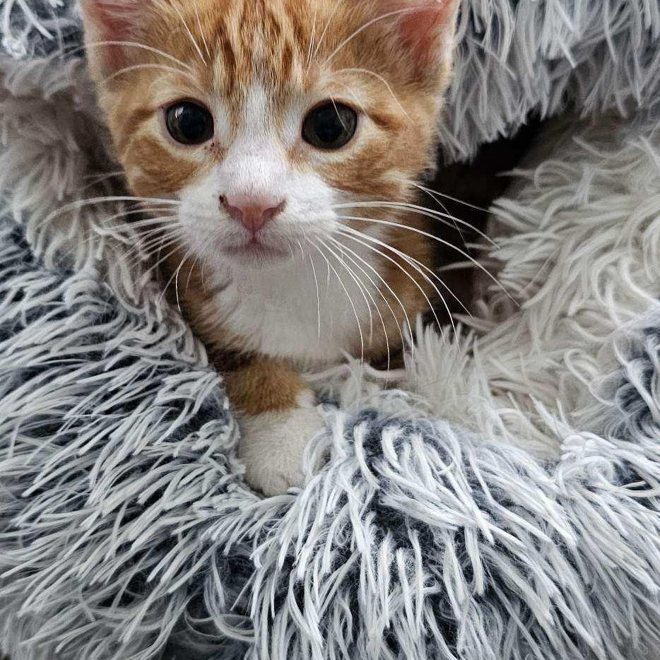 Mango, adopted, Kitten Female Domestic Short Hair.