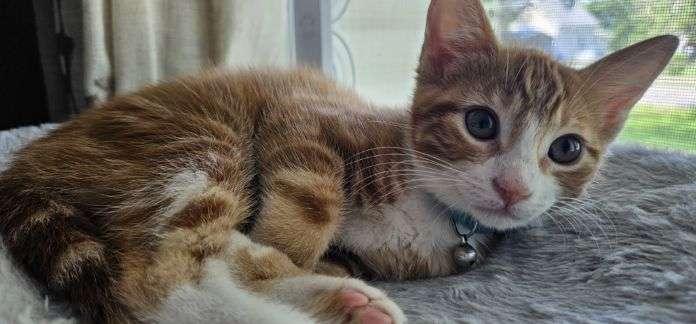 Enlarge Mango, an adopted Domestic Short Hair in Sedalia, MO image 3/4
