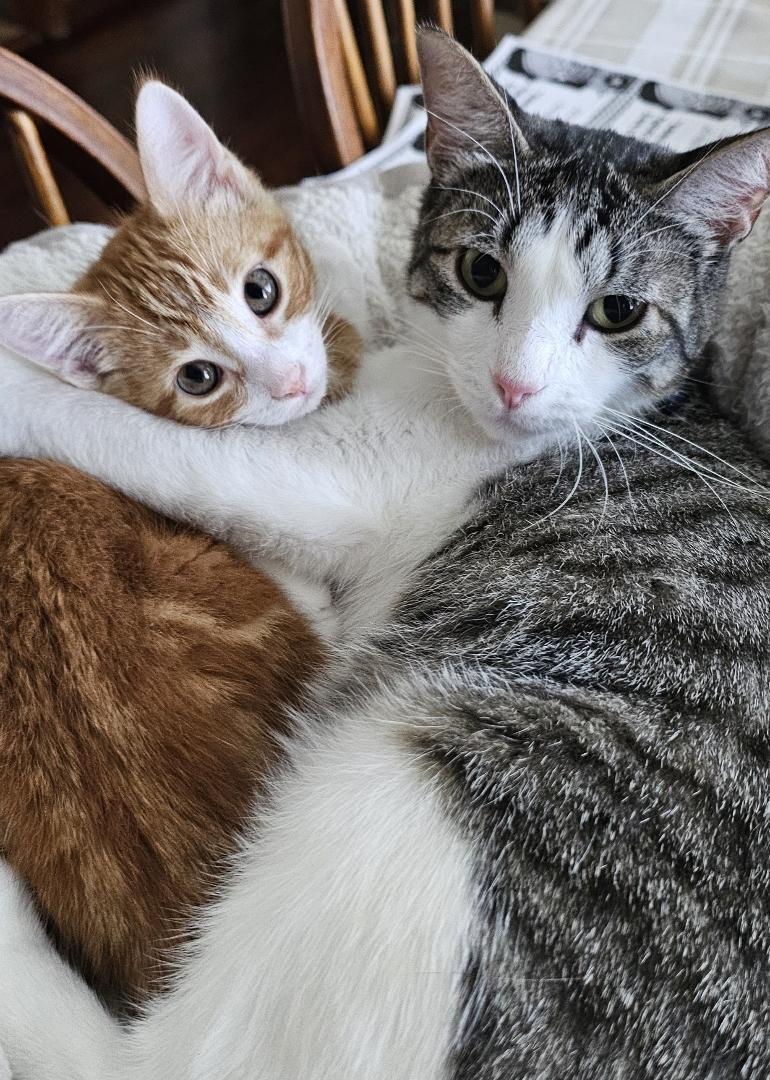 Enlarge Mango, an adopted Domestic Short Hair in Sedalia, MO image 2/4