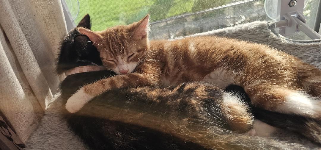 Enlarge Mango, an adopted Domestic Short Hair in Sedalia, MO image 4/4